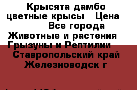 Крысята дамбо цветные крысы › Цена ­ 250 - Все города Животные и растения » Грызуны и Рептилии   . Ставропольский край,Железноводск г.